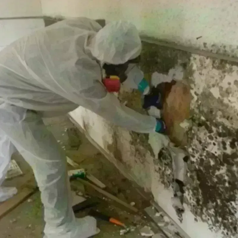 Mold Remediation and Removal in Douglas, WY